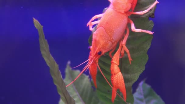 在叶类水生植物上关闭红小龙虾 — 图库视频影像