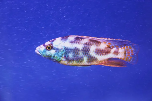 Cichlid Peixe Azul Aquário Perto — Fotografia de Stock