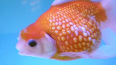 Balık tankında altın balık. Carassius auratus