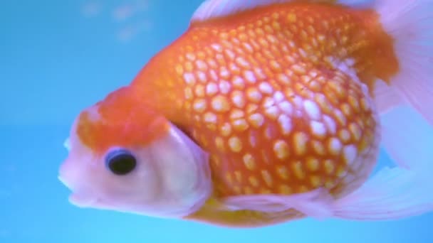 Poisson Doré Dans Aquarium Carassius Auratus — Video