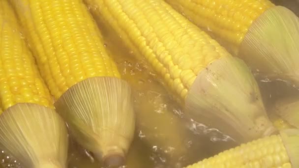 Boiled Corn Cob Close — Stock Video