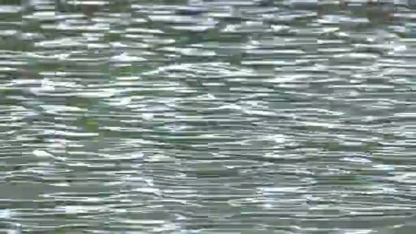 Eau Bleue Abstraite Dans Piscine Avec Reflets Lumineux — Video