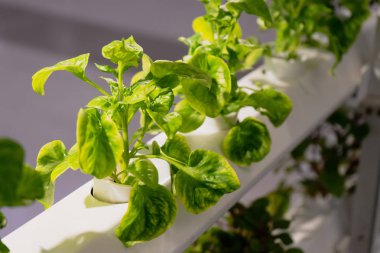 Genç ve taze Organik hasat sebze hidroponik bahçe