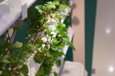 Genç ve taze Organik hasat sebze hidroponik bahçe