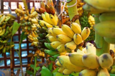 büyüyen olgun muz birçok demet, Musa acuminata Colla