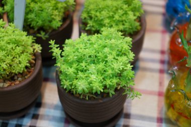 Tencerede küçük ağaç bitkisi. Ev ve ofis iç tasarım ve dekorasyon için konsept görüntü