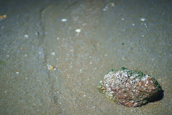 Shell Sand Beach Background Copy Space — Stock Photo, Image