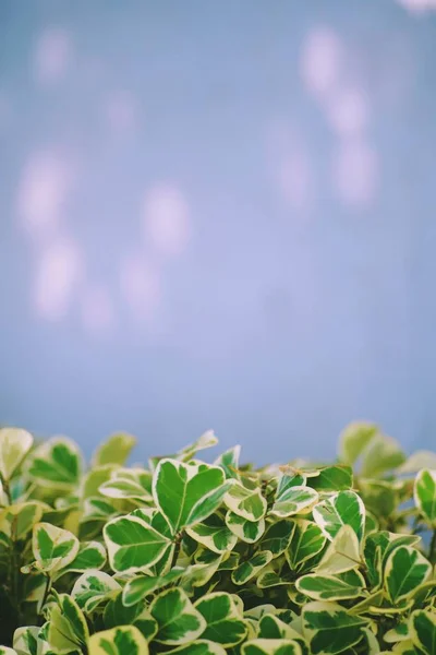 美しい新緑葉背景コピースペース — ストック写真