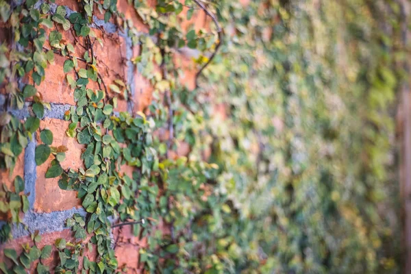 Duvarda Sürüngenler Ile Turuncu Tuğladan Yapılmış Duvar Kopya Alanı Ile — Stok fotoğraf