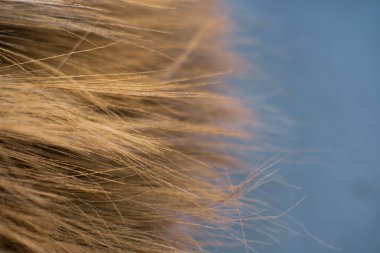 Tayland bambu çim süpürge arka plan Doku yakın