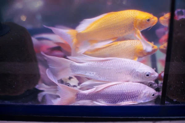 Belo Peixe Ouro Prata Nadando Aquário — Fotografia de Stock