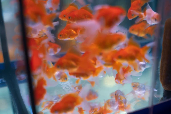 Красивая Золотая Рыбка Плавающая Аквариуме — стоковое фото