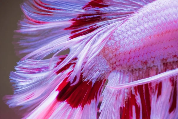 Queue Rose Betta Poisson Poisson Combat Siamois Betta Splendens Gros — Photo