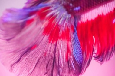 Betta balık, siyam mücadele balık, betta splendens yakın