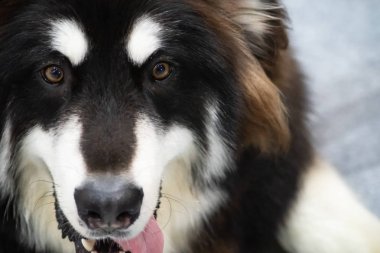 Husky Köpek bir yüzü yakın, Güzel Sibirya husky siyah ve beyaz renk