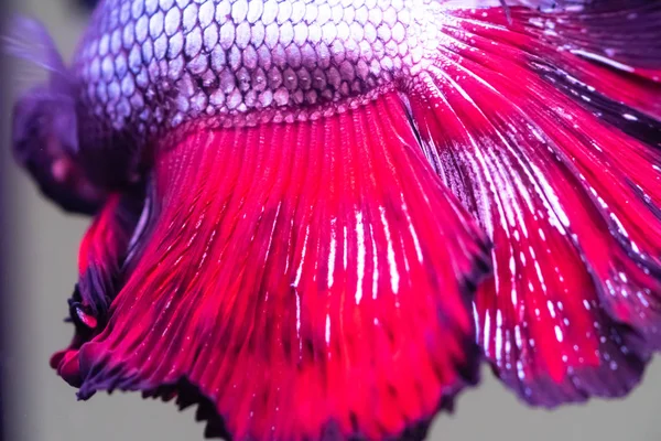 Рыба Бетта Сиамская Боевая Рыба Пчелы Крупным Планом — стоковое фото