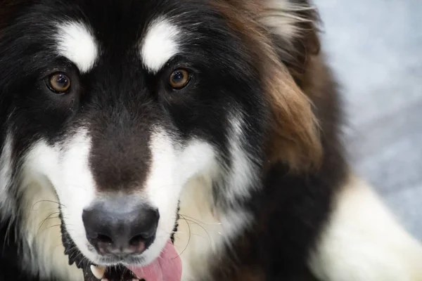 Husky Köpek Bir Yüzü Yakın Güzel Sibirya Husky Siyah Beyaz — Stok fotoğraf