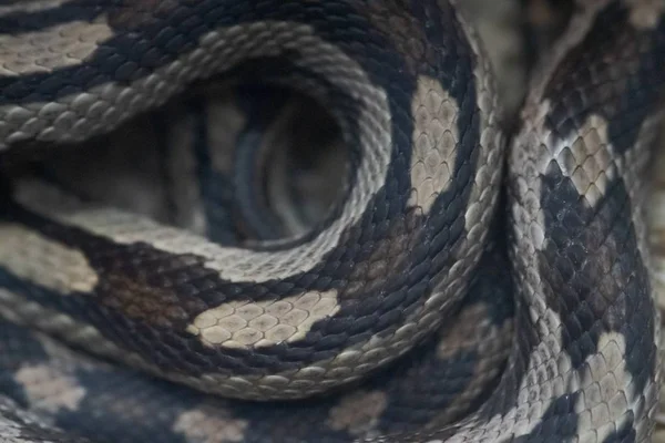 Snake skin texture. Closeup of snake skin macro selective focus
