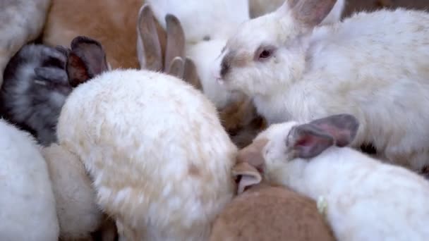 農場で食べ物を食べるウサギのグループ — ストック動画