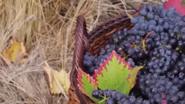 将新鲜收获的葡萄添加到篮子中的人 — 图库视频影像