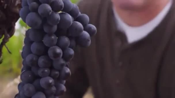 Человек Собирает Виноград Винограднике — стоковое видео