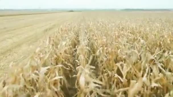 Maszyny Zbioru Pole Kukurydzy — Wideo stockowe
