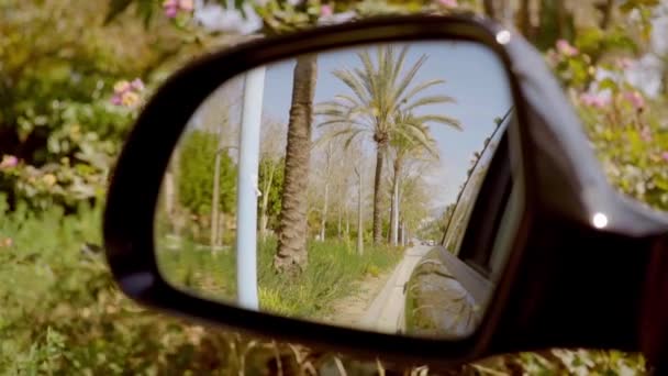道路两旁与热带棕榈树 — 图库视频影像