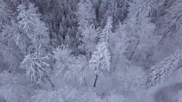 雪の中での木のてっぺん — ストック動画