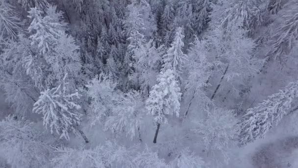 Vrcholky Stromů Sněhu — Stock video