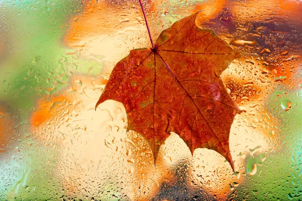 Fond Automne Des Gouttes Pluie Feuille Érable Sur Verre Fenêtre — Photo