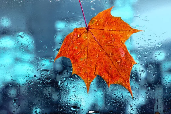 Fondo Otoño Gotas Lluvia Hoja Arce Vidrio Ventana Húmeda Los — Foto de Stock