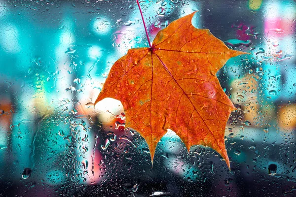 Осенний Фон Капли Дождя Кленового Листа Мокрое Оконное Стекло Осенние — стоковое фото
