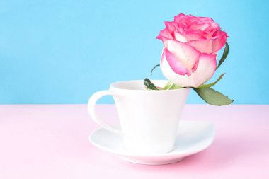 Pembe gül beyaz Kupası'nda yakın çekim