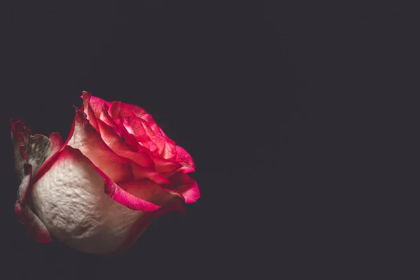 Nahaufnahme Der Rose Auf Schwarzem Hintergrund — Stockfoto