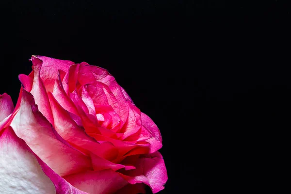 Nahaufnahme Der Rose Auf Schwarzem Hintergrund — Stockfoto