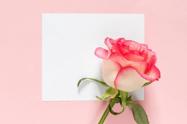 Primer Plano Rosa Con Tarjeta Felicitación Sobre Fondo Rosa — Foto de Stock