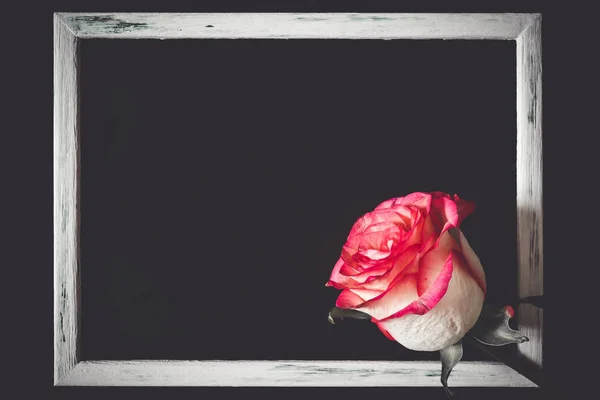 Rosa Rose Mit Rahmen Auf Schwarzem Hintergrund — Stockfoto