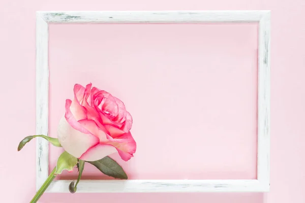 Close up of rose with frame on pink background