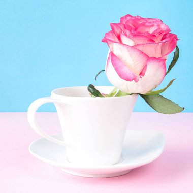 Pembe gül beyaz Kupası'nda yakın çekim