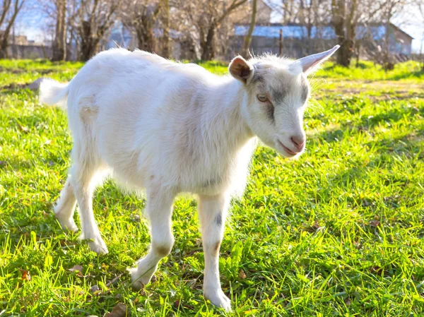 Geit Cub Groen Gras — Stockfoto