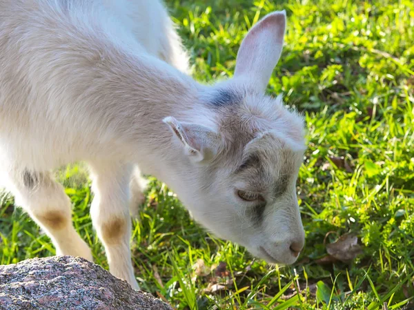 Geit Cub Groen Gras — Stockfoto