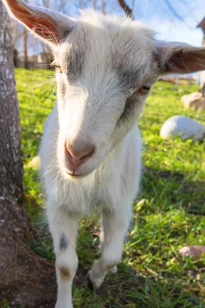 Geit Cub Groen Gras — Stockfoto