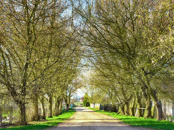 春の木と緑の路地 — ストック写真