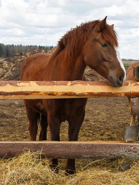 自然の中の馬 茶色の馬の肖像 — ストック写真