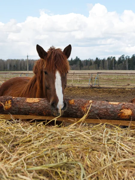 自然の中の馬 茶色の馬の肖像 — ストック写真