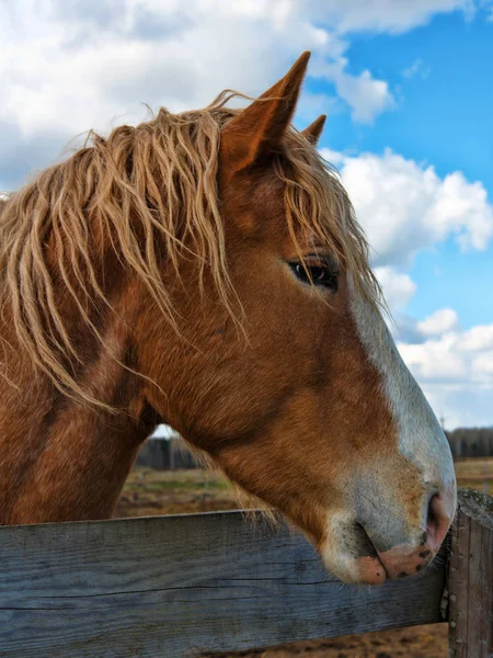 Häst Naturen Porträtt Brun Häst — Stockfoto