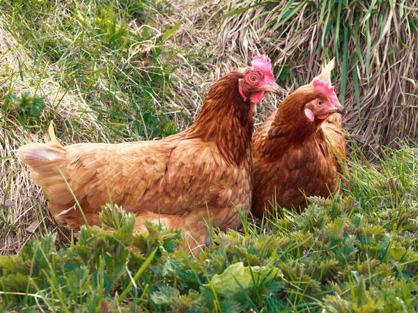 Poulet Élevage Gratuit Dans Une Ferme Avicole Traditionnelle — Photo