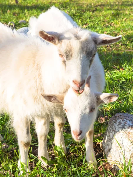 Cachorros Cabra Sobre Hierba Verde — Foto de Stock