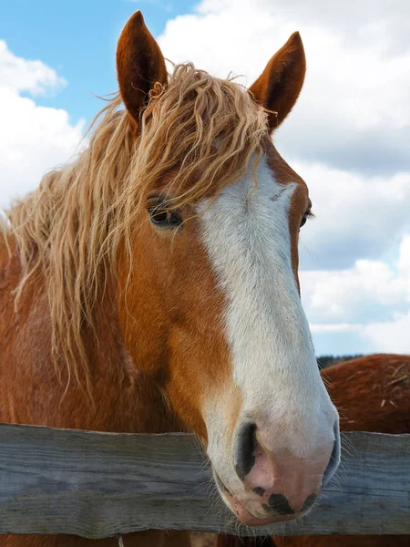 Horse Nature Portrait Brown Horse Stock Picture