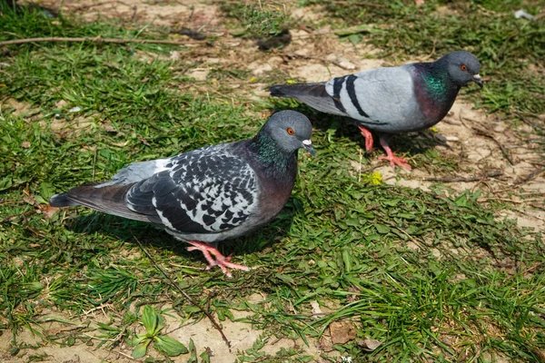 Foule Pigeons Sur Rue Piétonne Ville Groupes Flous Pigeons Luttant — Photo